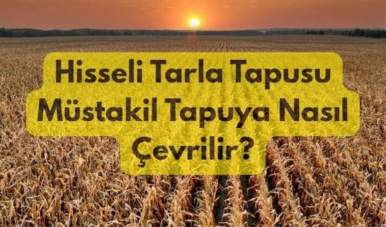 Hisseli Tarla Tapusu Müstakil Tapuya Nasıl Çevrilir?